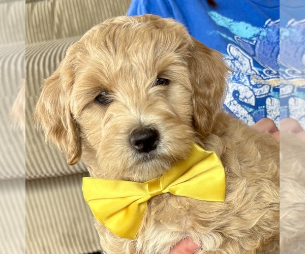 Medium Photo #1 Goldendoodle (Miniature) Puppy For Sale in ROY, UT, USA