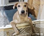 Small Labrador Retriever Mix