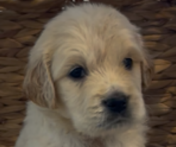 Medium Photo #1 Golden Retriever Puppy For Sale in MERCED, CA, USA