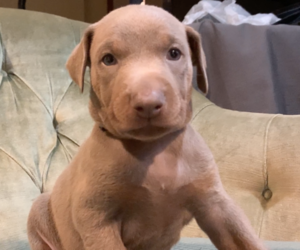 Doberman Pinscher Puppy for sale in BRISTOL, CT, USA