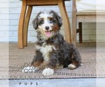 Small #3 Bernedoodle (Miniature)