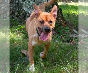 Mutt Dogs for adoption in Rustburg, VA, USA