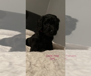 Goldendoodle-Poodle (Standard) Mix Puppy for sale in MOUNT WASHINGTON, KY, USA