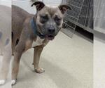 Small American Staffordshire Terrier Mix