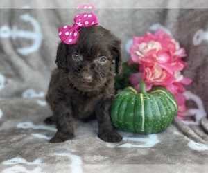 Cocker Spaniel-Poodle (Miniature) Mix Puppy for sale in CEDAR LANE, PA, USA