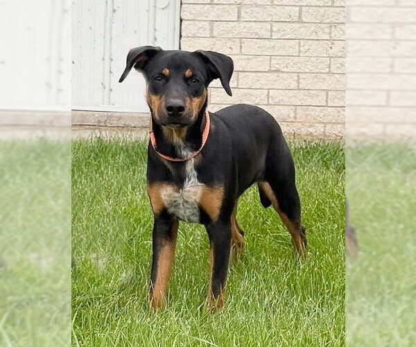 Medium Photo #1 Labrador Retriever-Unknown Mix Puppy For Sale in Genesee, WI, USA