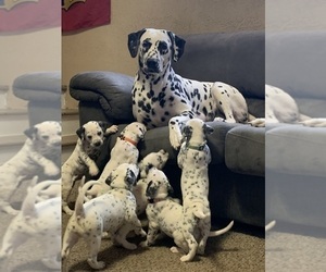 Mother of the Dalmatian puppies born on 10/21/2023