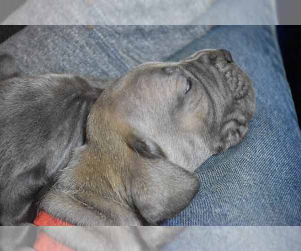 Medium Photo #5 Great Dane Puppy For Sale in DANIELSON, CT, USA