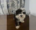 Small #55 Havanese