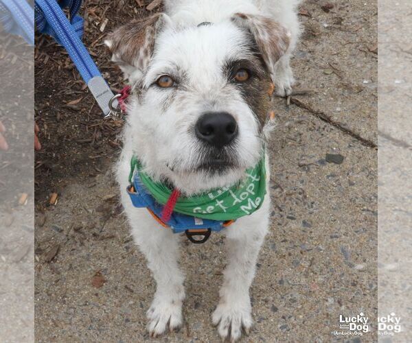 Medium Photo #7 Mutt Puppy For Sale in Washington, DC, USA