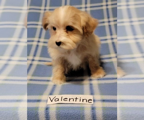 Medium Photo #1 Maltipoo Puppy For Sale in CLARKRANGE, TN, USA