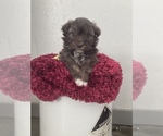 Small Photo #3 Havanese Puppy For Sale in KOKOMO, IN, USA