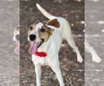 Small Lab-Pointer