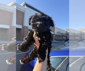 YorkiePoo Puppy for Sale in CHESAPEAKE, Virginia USA