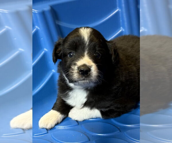 Medium Photo #2 Australian Shepherd Puppy For Sale in Bolivar, MO, USA
