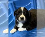 Small Photo #2 Australian Shepherd Puppy For Sale in Bolivar, MO, USA