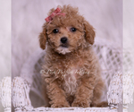 Small Photo #6 Maltipoo (Miniature) Puppy For Sale in WARSAW, IN, USA