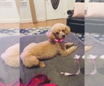 Small Photo #1 Poodle (Toy) Puppy For Sale in NEW CASTLE, DE, USA