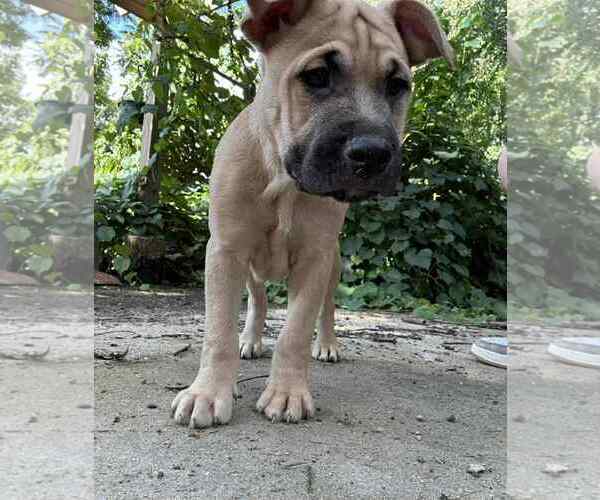 Medium Photo #1 Mutt Puppy For Sale in Poplar Bluff, MO, USA