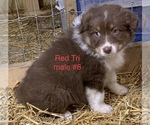 Small Photo #2 Australian Shepherd Puppy For Sale in ADA, OH, USA