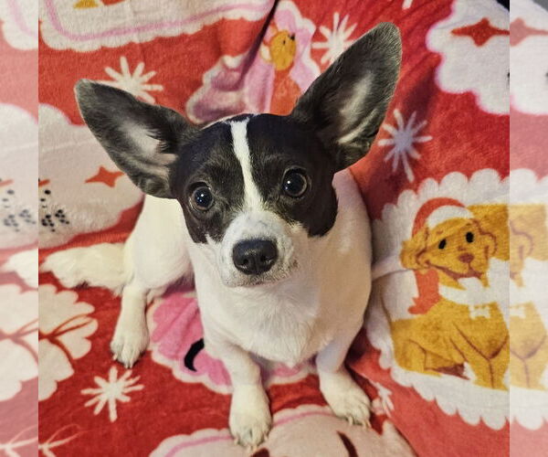 Medium Photo #2 Chiweenie Puppy For Sale in Oakhurst, NJ, USA