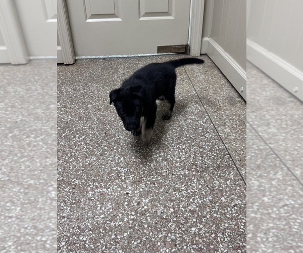 Medium Photo #2 German Shepherd Dog Puppy For Sale in DE SOTO, GA, USA