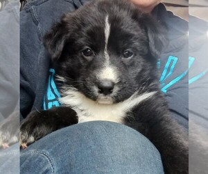 Australian Shepherd-German Shepherd Dog Mix Puppy for sale in PHELAN, CA, USA