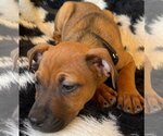 Small Photo #20 Black Mouth Cur-Unknown Mix Puppy For Sale in Wakefield, RI, USA