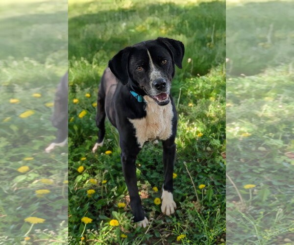 Medium Photo #1 Jack Russell Terrier-Labrador Retriever Mix Puppy For Sale in Greenville, SC, USA
