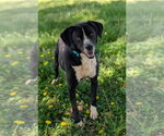 Small Jack Russell Terrier-Labrador Retriever Mix
