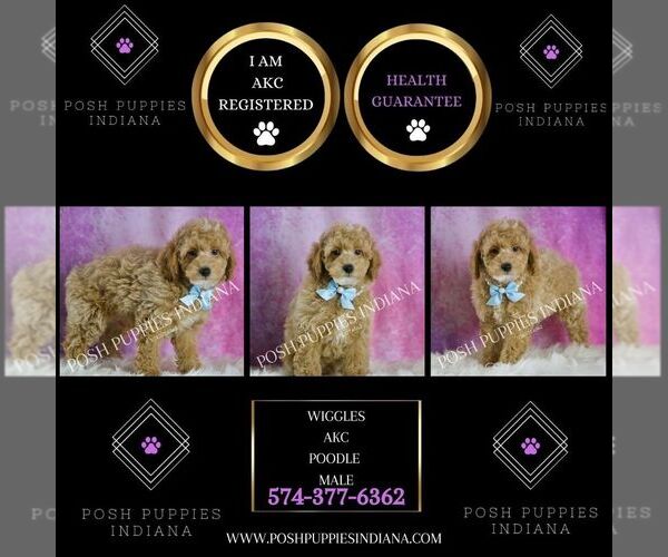 Medium Photo #2 Poodle (Toy) Puppy For Sale in WARSAW, IN, USA