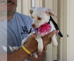 Small #3 Chihuahua