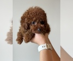 Puppy Chucie Poodle (Toy)