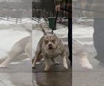 Small Photo #1 American Bully Puppy For Sale in GROVE CITY, MN, USA