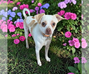 Chihuahua-Unknown Mix Dogs for adoption in Bellingham, WA, USA