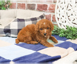 Small #4 Cavapoo (Miniature)