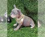 Small Photo #44 French Bulldog Puppy For Sale in COLUMBUS, OH, USA