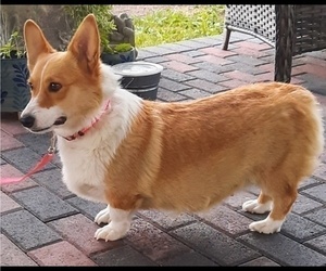 Mother of the Pembroke Welsh Corgi puppies born on 02/01/2026