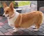 Small Photo #1 Pembroke Welsh Corgi Puppy For Sale in MANSFIELD, MO, USA