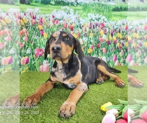 Catahoula Leopard Dog Puppy for sale in CUMBY, TX, USA