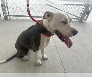 American Pit Bull Terrier Dogs for adoption in Ocala, FL, USA
