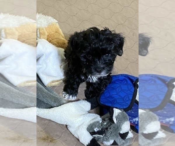 Medium Photo #1 YorkiePoo Puppy For Sale in GLOUCESTER, VA, USA