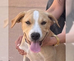 Beagle-Unknown Mix Dogs for adoption in Lake Forest, CA, USA