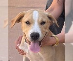 Small Beagle Mix