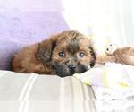 Small #6 ShihPoo