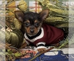 Puppy Teeny Jacques Shorkie Tzu