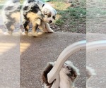 Small #2 Australian Shepherd