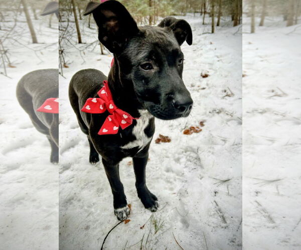 Medium Photo #4 Labrador Retriever-Unknown Mix Puppy For Sale in Rockaway, NJ, USA