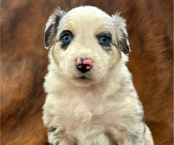 Medium Photo #1 Australian Shepherd Puppy For Sale in CEDARVILLE, AR, USA