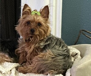 Mother of the Yorkshire Terrier puppies born on 06/16/2023